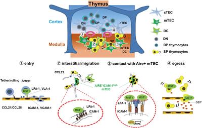 MST1/2 Balance Immune Activation and Tolerance by Orchestrating Adhesion, Transcription, and Organelle Dynamics in Lymphocytes